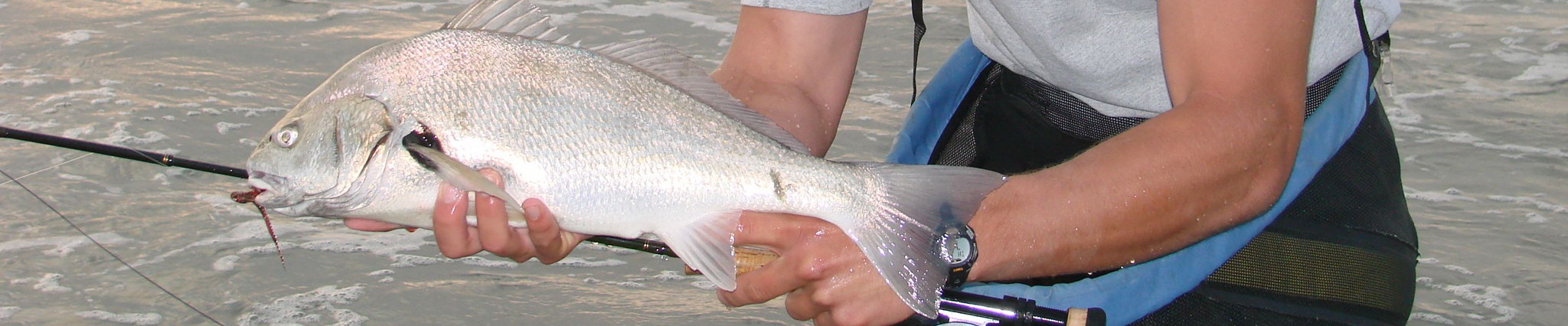 Spotfin Croaker on the fly