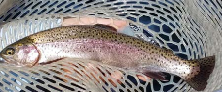 NiceTrout